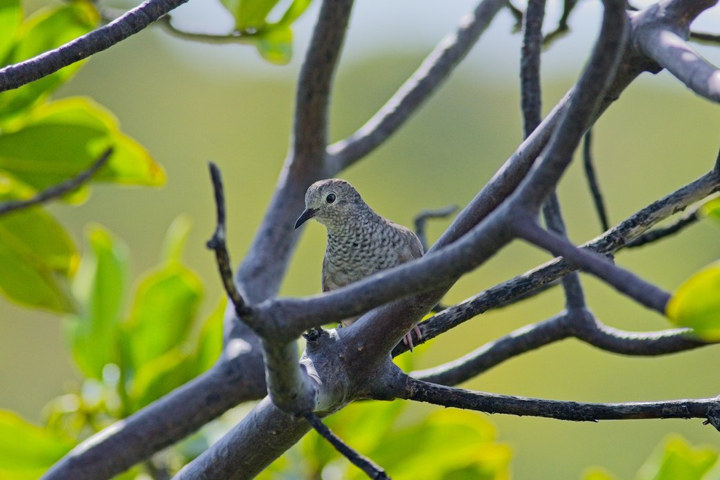 A speckled dove perched on a tree branch, featuring a brownish-grey body with dark speckled patterns on its breast and head, a small dark beak, and a large dark eye. The bird is surrounded by bare branches and bright green foliage, with a soft blurred green background suggesting a natural outdoor setting.